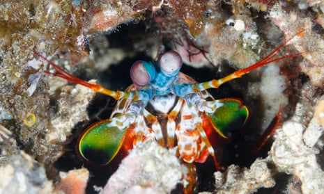 Dumaguete, Philippines. A peacock mantis shrimp looks out from its burrow.