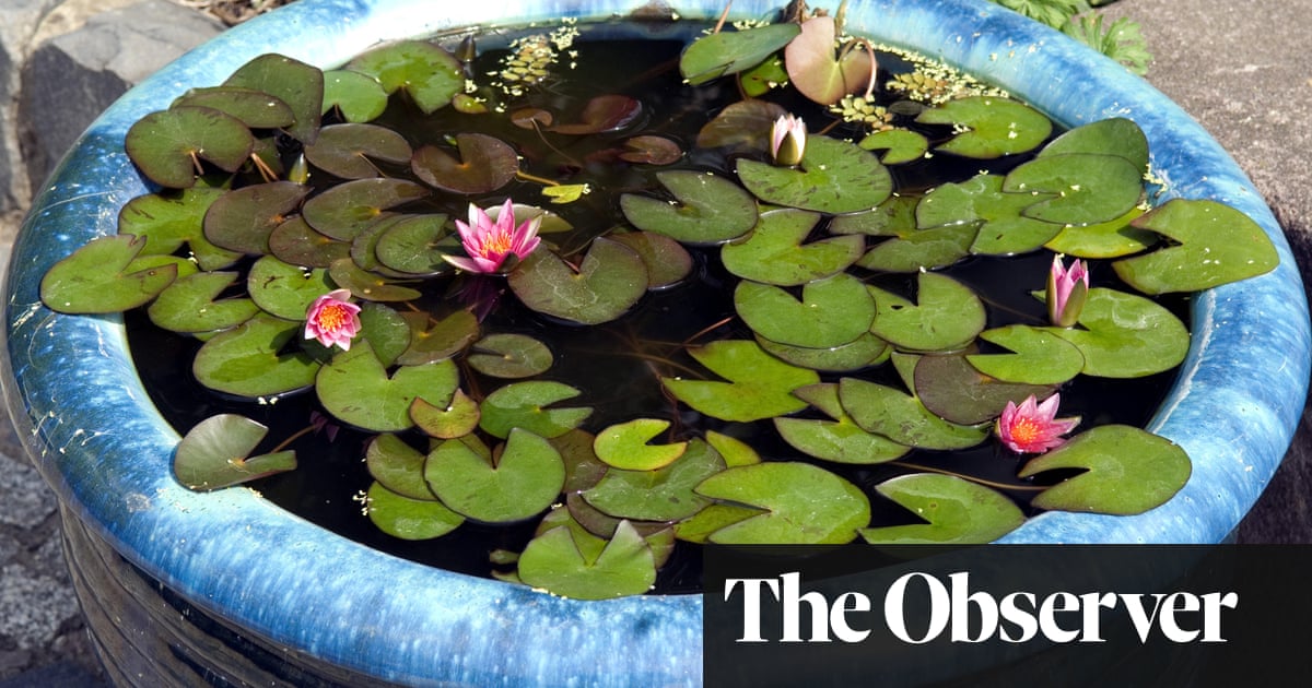 Mini Ponds For Compact Gardens Life And Style The Guardian