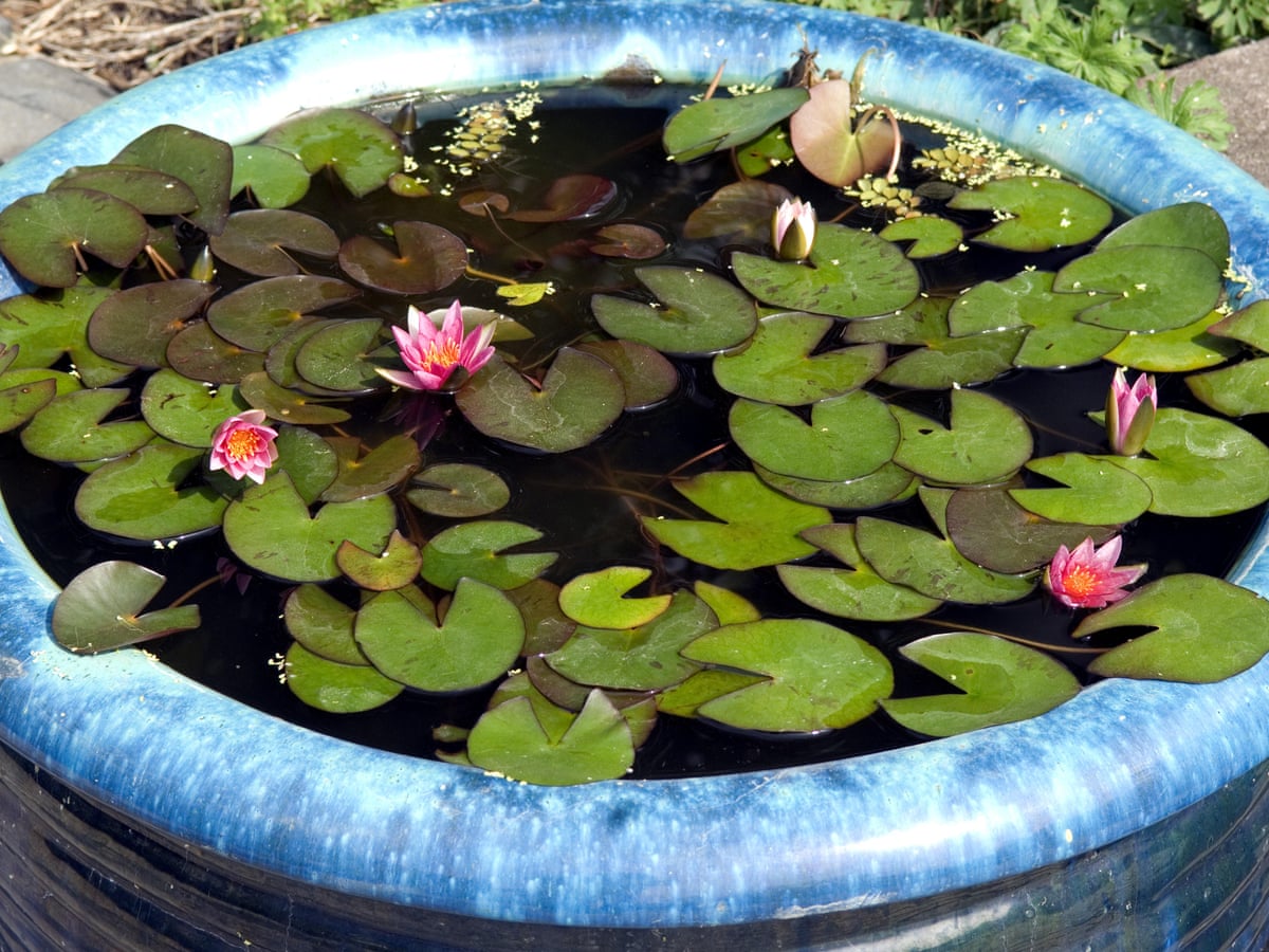 Mini Ponds For Compact Gardens Gardening Advice The Guardian
