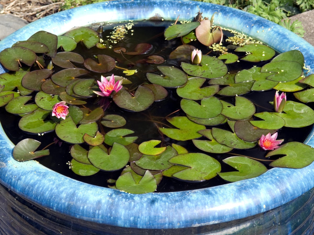Backyard Pond Oasis: Water Lilies Stealing the Show.