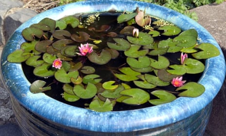 Water works: lilies floating in a mini pond.