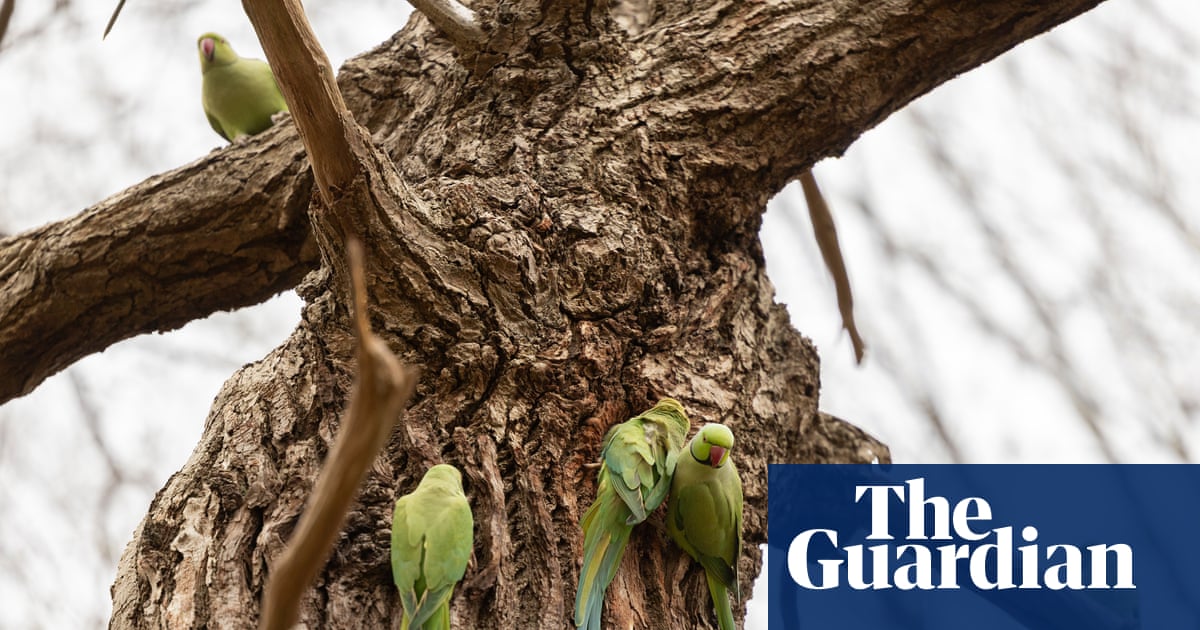 Rapid expansion of ring-necked parakeets in UK sparks concern