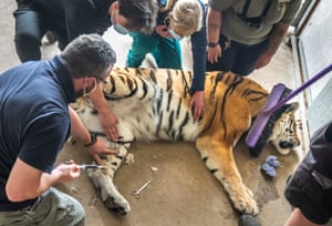 Vets and wildlife park staff surround a sedated tiger, carrying out a delicate operation to remove an ingrown toenail