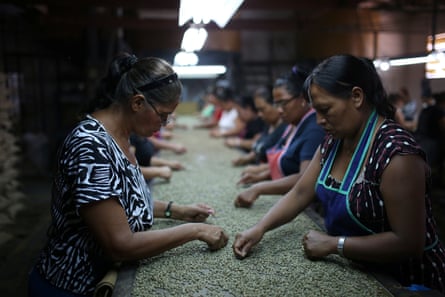 Two lines of Latina women standing at a long table picking through small grains by hand
