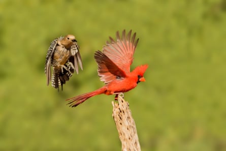 A northern cardinal and a gila woodpecker in Santa Cruz county, Arizona.