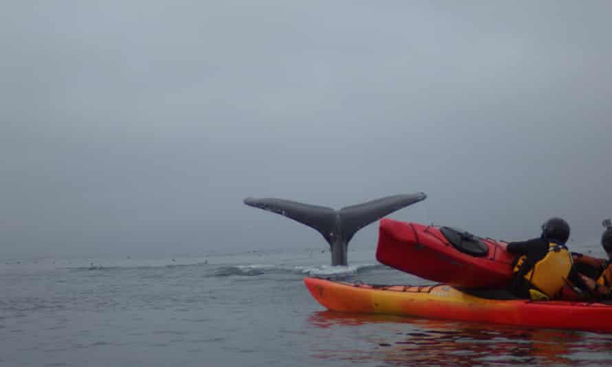 Kayakers Tom Mustill and Charlotte Kinloch with the tail of a whale in the background