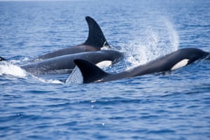 The tight-knit orca family pod move in, their sharp dorsal fins riding high.