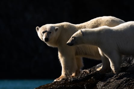 A mother polar bear with her cub
