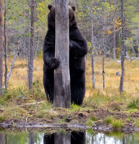 A bear standing behind a tree trunk so you can only see its ears but no face