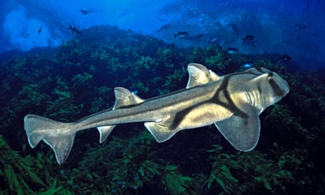 A Port Jackson shark, the kind used in the jazz study.