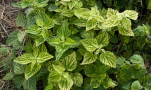 stinging nettles