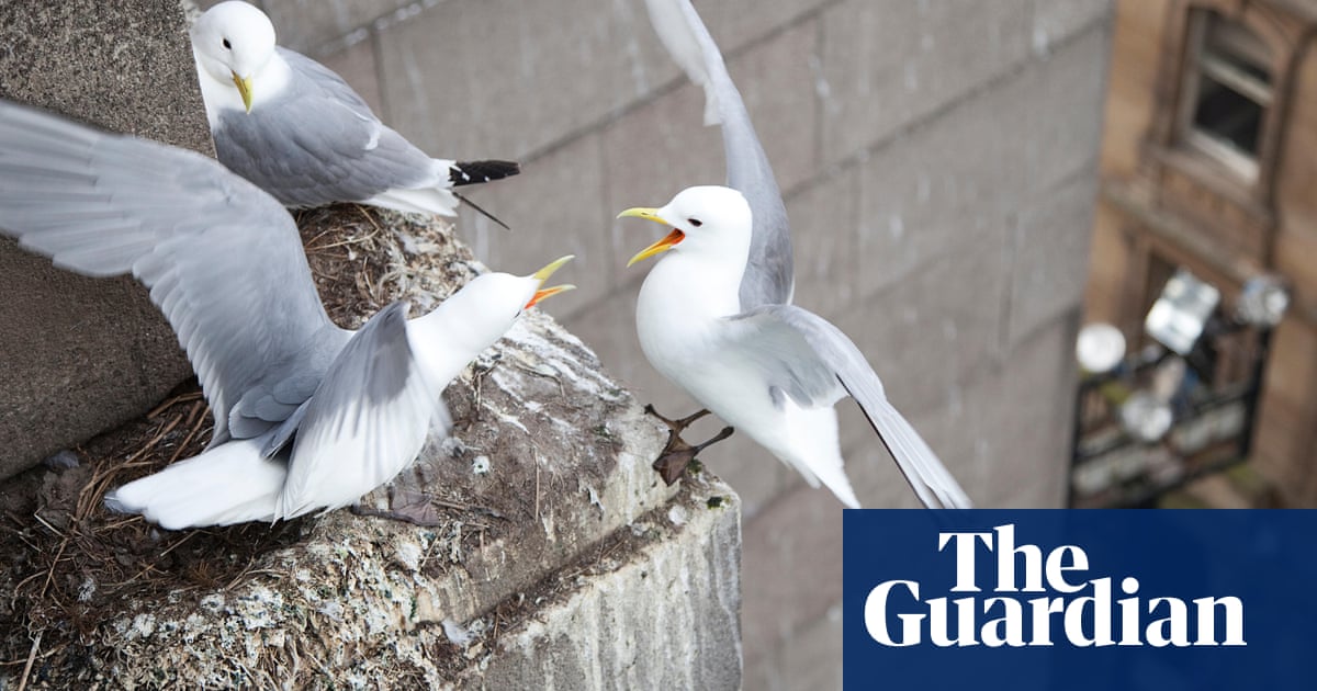 Gulls and their Guano are a dirty menace | Birds Gulls and their Guano are a dirty menace | Birds