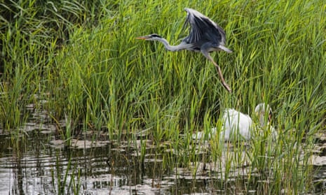Heron and swan at Minsmere RSPB Reserve.