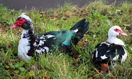 A male and female muscovy duck.