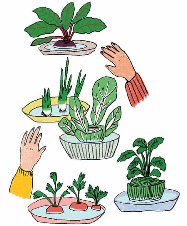 Illustration of plant tops