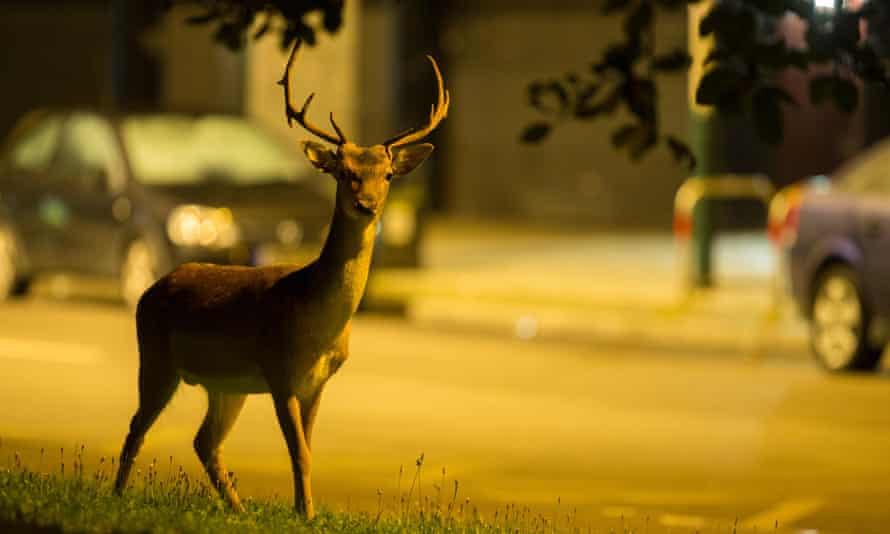 A fallow buck in an urban environment.