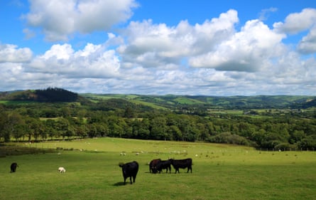 The view across the meadows towards the Afon Rheidol.