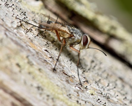 A tachinid fly (Prosena siberita)