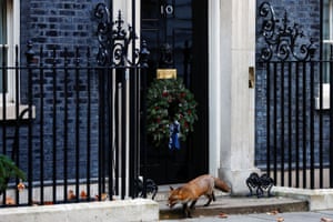 A fox walks outside No 10 Downing Street