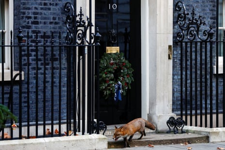 A fox photographed outside No 10 this morning.