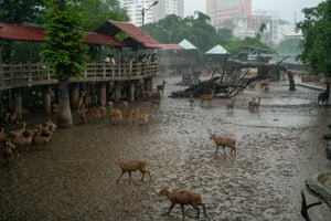 Deer seek shelter from heavy rains and flooding are affecting southern part of Ho Chi Minh City, Vietnam. Storm Bualoi has just hit Vietnam, causing fatalities and massive destruction across almost the entire country