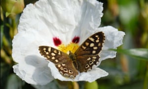 Speckled wood butterfly on cystus plant.