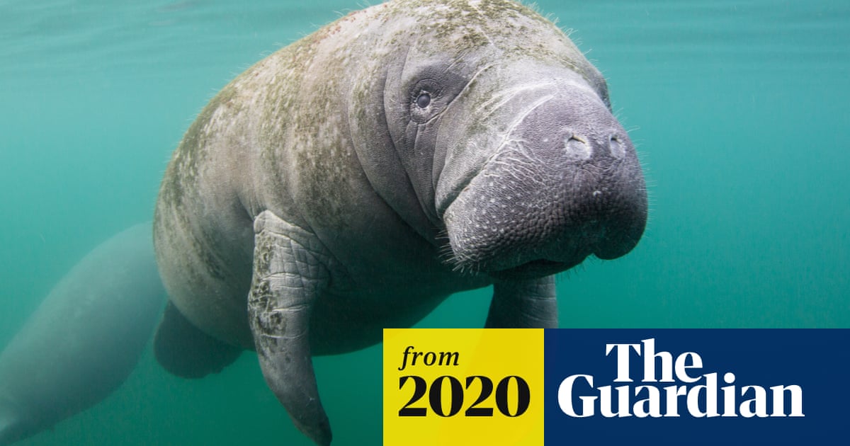 Florida manatee deaths up 20% as Covid-19 threatens recovery