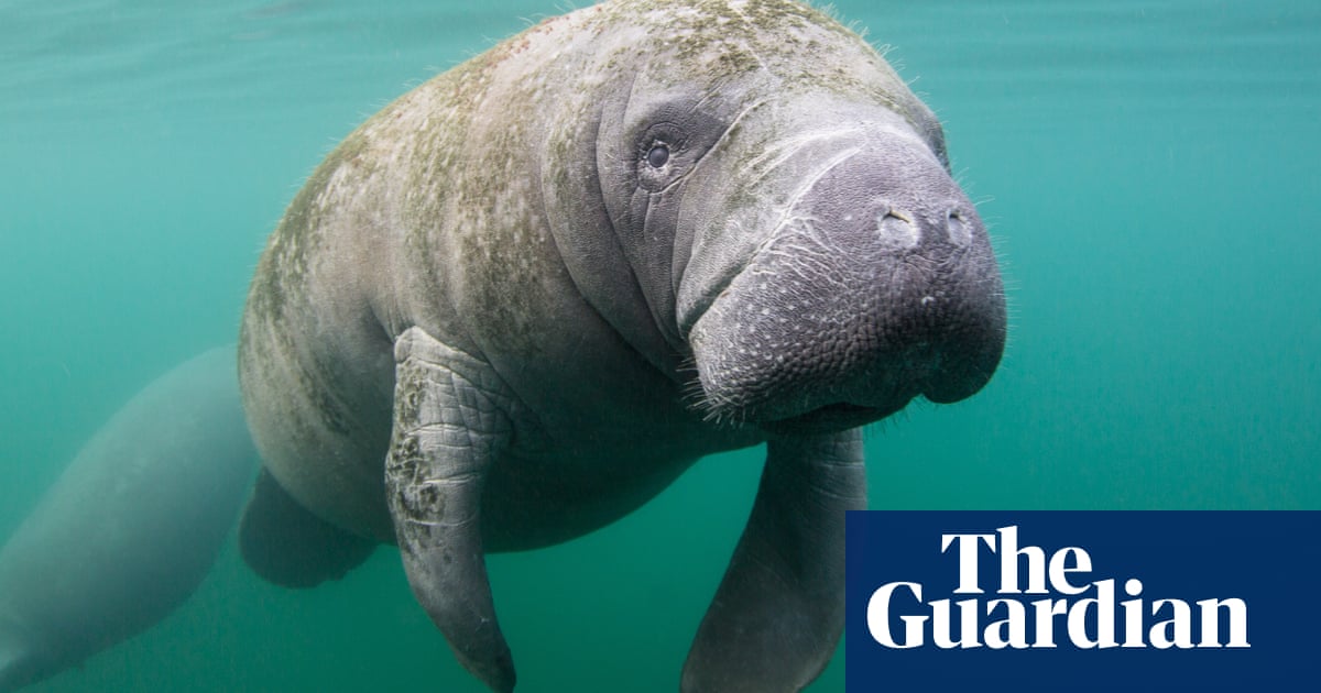 Florida set to record highest number of manatee deaths in a decade