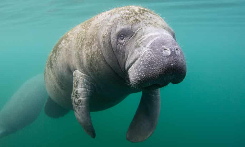 A manatee swims just below the surface in Crystal River, Florida, where ‘unguided boaters and swimmers have had a detrimental effect on the environment.’