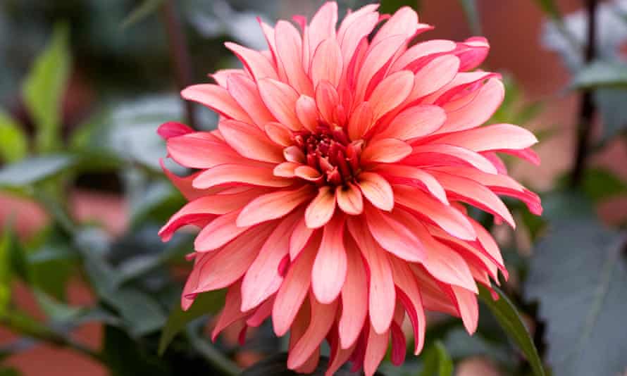 Dahlia 'Gallery Art Deco'.
