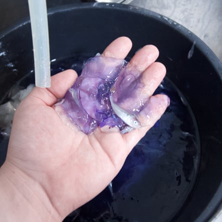 A hand holds a baby fish trapped in a purple jellyfish over a bucket of water