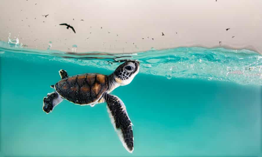 A green sea turtle hatchling cautiously surfaces for air, to a sky full of hungry birds.