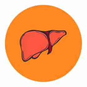 Liver