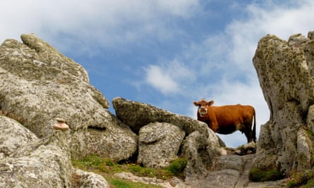 Ayreshire Cow on St Agnes, Isles of Scilly, Cornwall.