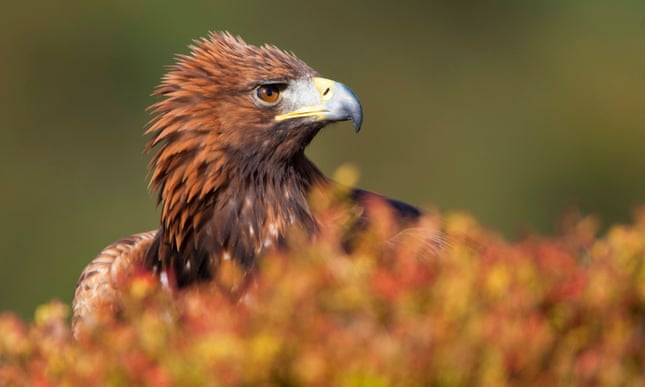 Handmade nest lures golden eagles back to Highlands estate