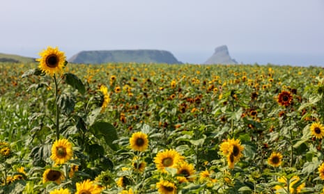 sunflowers at Rhossili, with Worms Head in the distance.