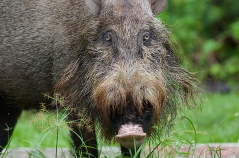 A bearded pig on Borneo.