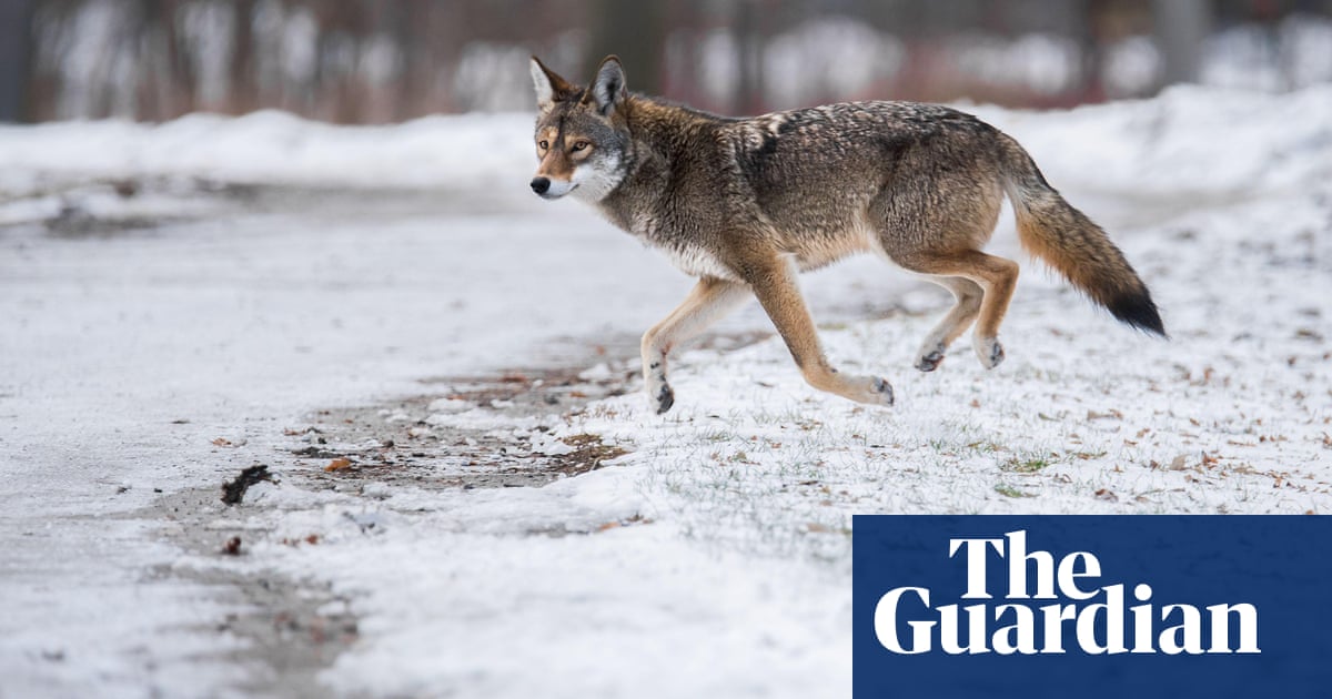 Toronto’s mystery predator really is a coy-wolf – but not as we know it
