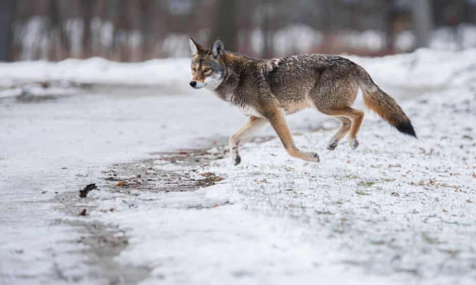 An eastern coyote in Toronto’s Colonel Samuel Smith park.