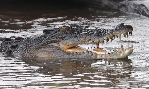 Australian farm to hold 50,000 crocodiles for luxury Hermès goods  questioned by animal welfare groups, Crocodiles