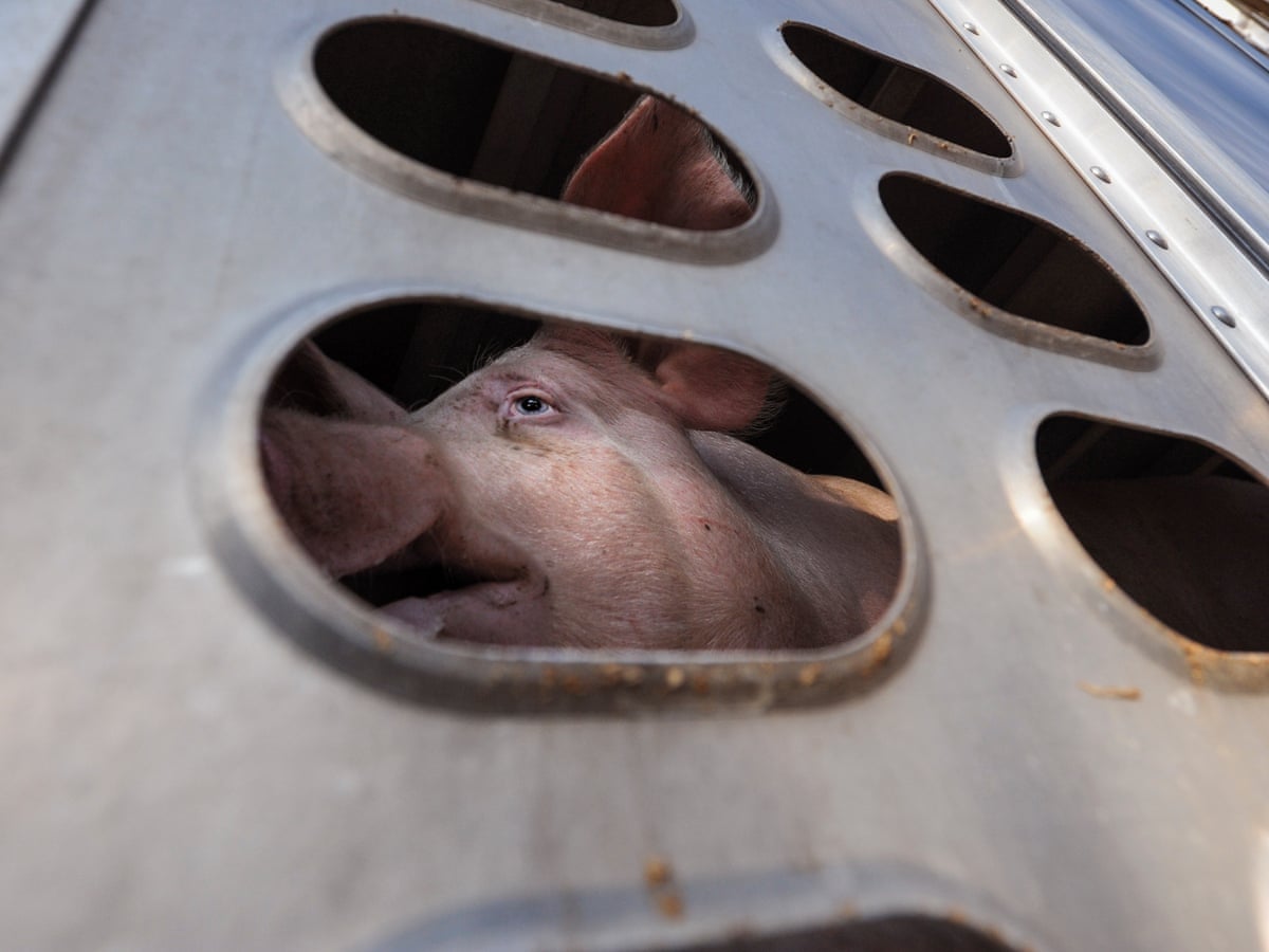 Some of the darkest places in the world': Joaquin Phoenix on a photobook about slaughterhouses | Photography | The Guardian Some of the darkest places in the world': Joaquin Phoenix on a photobook about slaughterhouses | Photography | The Guardian