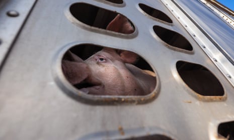 Unpardonable behaviour towards animals ... a pig en route to slaughter.