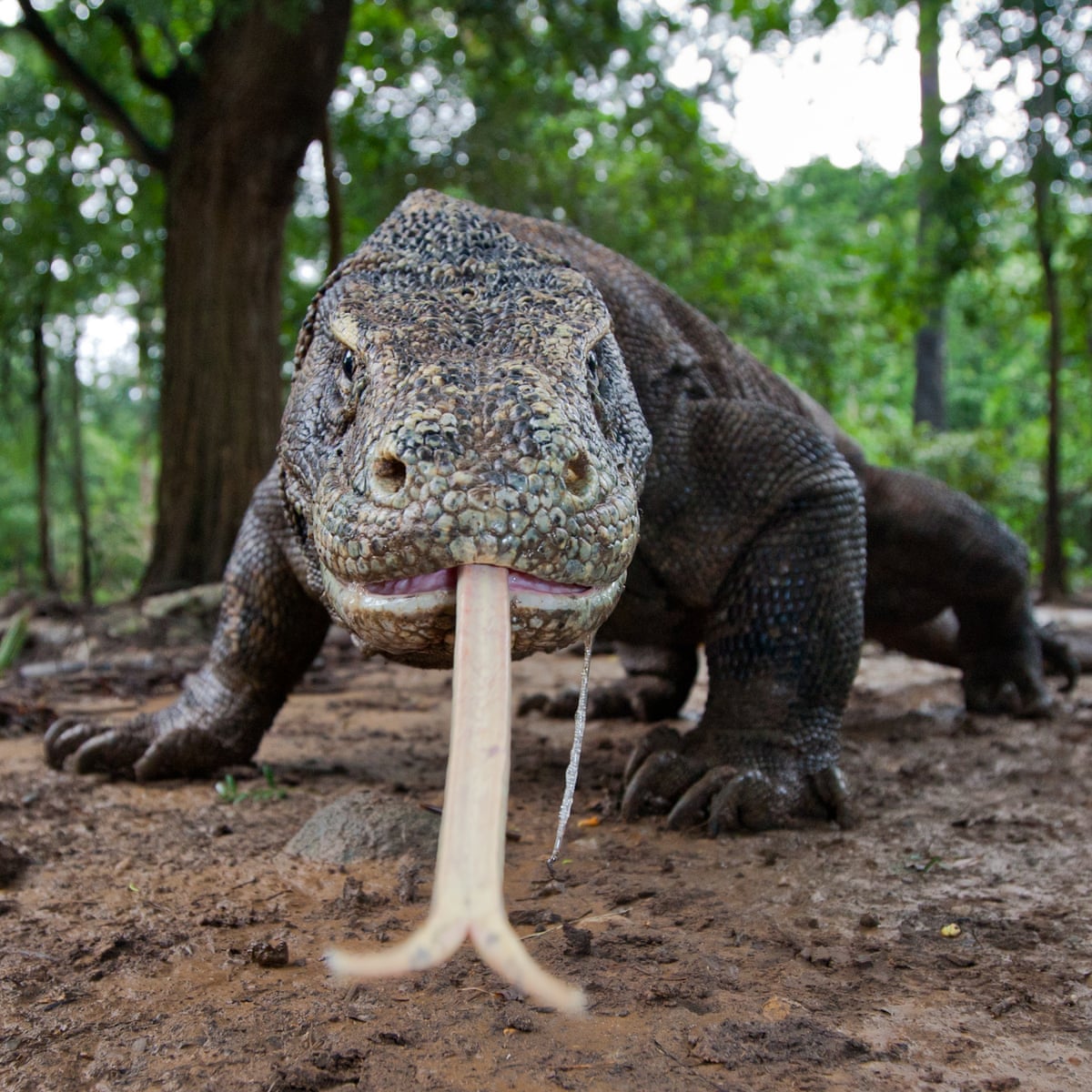 Largest Komodo Dragon Ever Recorded Largest Komodo Dragon Ever Recorded