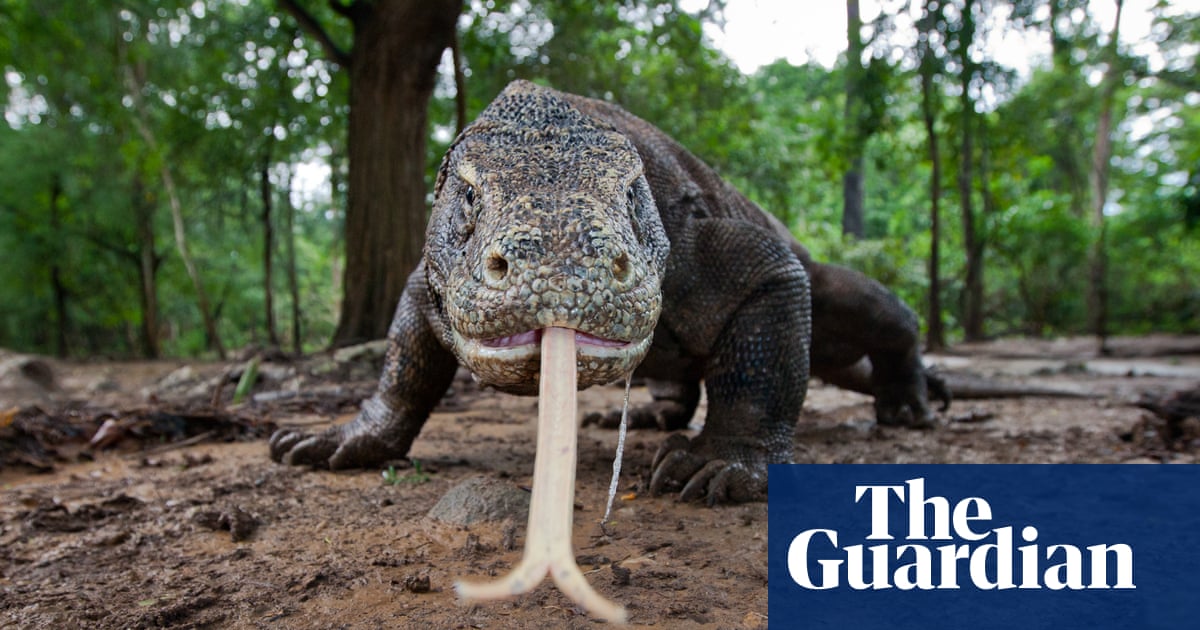 Dragon islands - how people live alongside the world's largest