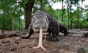 A menacing Komodo dragon tastes the air in Komodo National Park, Indonesia.