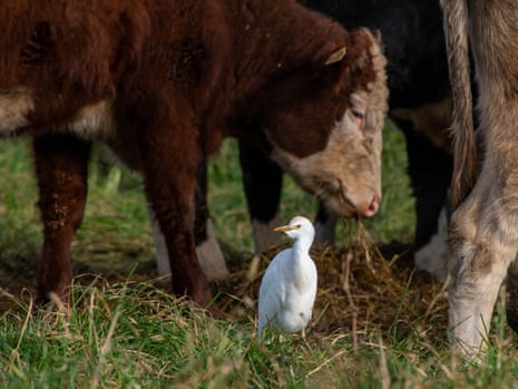Cattle egrets feeding on Johnny Haimes' farm near Plymouth, Devon