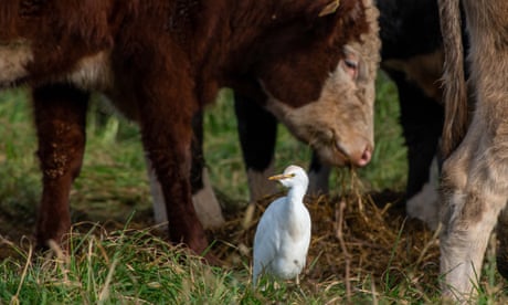 ‘It feels like a sign’: joy at rise in cattle egrets on wildlife-friendly UK farms