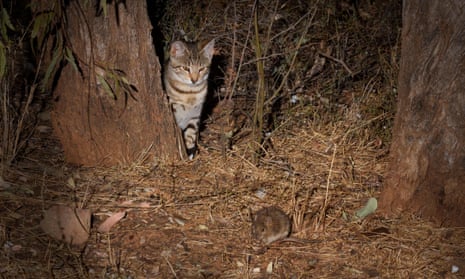 Feral cats were the costliest of the individual species studied but the most damaging class of pest is plants