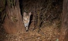 ‘Like the devil on meth’: New Zealand feral cat killing competition produces record haul