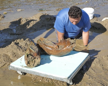 A scientist examining the remains.